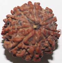 9 mukhi 27942 20mm
